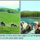 푸른초원의 대관령삼양목장 (서울신문) 이미지