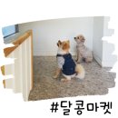 달콩마켓 이미지