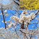 화려한 벚꽃길로 우리들을 기분좋게 한 양재천의 봄 이야기(3/27). 이미지