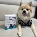 콩이오빠동물약국 | 콩이의 피부+눈 건강 루틴 ! 큐어펫 에센셜 스킨&amp;아이즈 솔직 후기❤️‍🔥