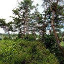 자연조경 - 중구 참외전로13번길 19 | 자연조경