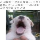 아따멍멍 | 벚꽃놀이 끝났으니 이제 여름이라는 생각