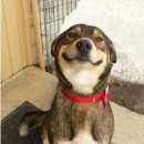 웃는 강아지 이미지