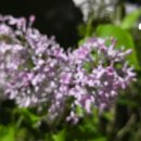 수수꽃다리 이미지