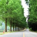 부귀 메타세쿼이아길 이미지