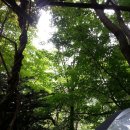 숲커피 이미지