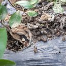 두꺼비목장 이미지