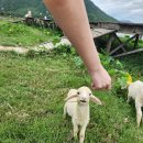 수야네식당 | [베트남] 나트랑 3.5박5일 : 2일차(사막투어, 식당)