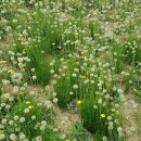 보화다원 이미지