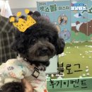 펫스탑 | 2025부산펫쇼는 막을 내렸지만 블로그후기 작성 이벤트는 계속 진행 중➿