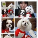 네일공주 Daum카페