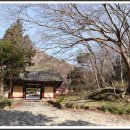 쌍계사 상록수림 이미지