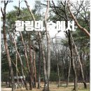 옥류천이야기길(소나무숲길) | 수도권 주말 갈만한 곳 숲이 있어 힐링이 되는 융건릉