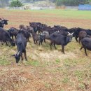 철성농장 이미지