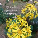 등불 (8월시제/털머위) 이미지