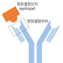 바디엔지니어스 이미지