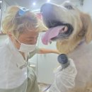 사랑할 개 이미지