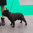 견종 소개 (27) [프렌치 불독] (French Bulldog) 이미지