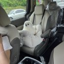 레인바우 | 시흥 애견카페 레인바우 내돈내산 방문 후기