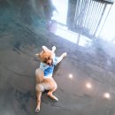 다정하개 이미지