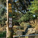 비자림의 아침 | 제주여행 힐링 코스｜천연 숲길 산책 명소 비자림 후기