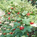 여주-0485 이미지