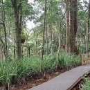 2026년 6월 20일 Montana Heritage Trail - Cascade Kauri 이미지