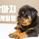 강아지내담