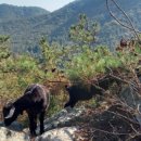 송백 흑염소 이미지