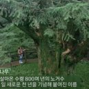 르토아베이스먼트 이미지