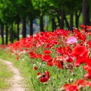 꽃양귀비마을 이미지