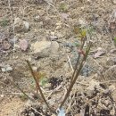 장미정원 | 데이비드 오스틴 장미 구매 후기, 실패 후 다시 시작한 정원 이야기