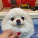 그루밍존 이미지