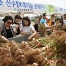 싱싱마늘 이미지