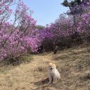 봄날애견 이미지