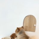 강아지 미용실 이미지