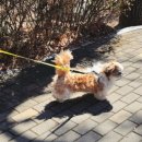 분당밝은아이동물병원 이미지