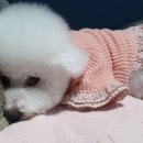 펫플러스라이프 이미지