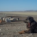 몽골의 방하르(Bankhar) 복원 프로젝트 이미지