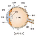 선천성 눈 기형[Congenital malformations of eye]눈질환, 소아청소년질환 이미지