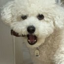 꼼댕냥 | [마곡] 마곡나루역 강아지 수제간식 내 돈 내산 후기 : 꼼댕냥