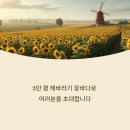 바다속으로 | 교동도 난정 해바라기 정원 축제 3만 평 꽃바다 속으로