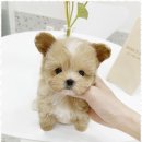 마마스미독 강아지분양 인천점 | 강아지분양 마마스미독 인천점과 함께하는 반려견 가족 맞이