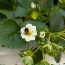 영일농장 | 🍓 김포 영일딸기농장 딸기따기체험 후기 – 짧고 알찬 체험형 코스