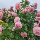 스트로베리힐 이미지