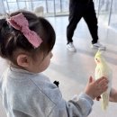 충주어린이집 | [충주/즐겁쥬(zoo)] 아이랑 가기 좋은 실내동물먹이체험카페, 즐겁쥬 카페 솔직 방문 후기