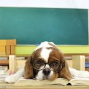 똥강아지 이미지