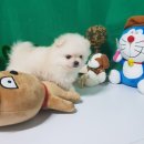 더폼나고 더폼나개 이미지