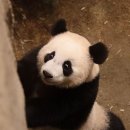 [바오가족] 🐼 여보세요! 거기 누구 있어요?? 저 루이인데요! 문 열어주세요!! 이미지