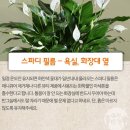 실내 독소를 제거하는 화초 7 이미지